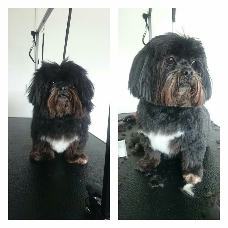 Before-and-after style two-panel of a freshly groomed Shih Tzu on the grooming table at Hillside, clipped hair still on the table