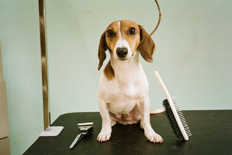 A calm dog waiting on the grooming table beside brush and clippers