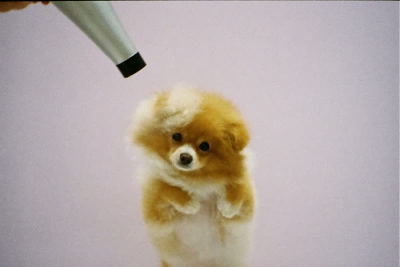 A fluffy dog being blow-dried after its bath