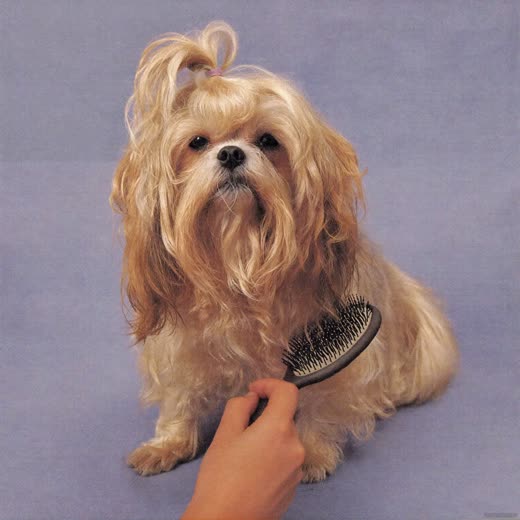 A small dog being brushed through