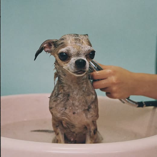 A small dog being bathed