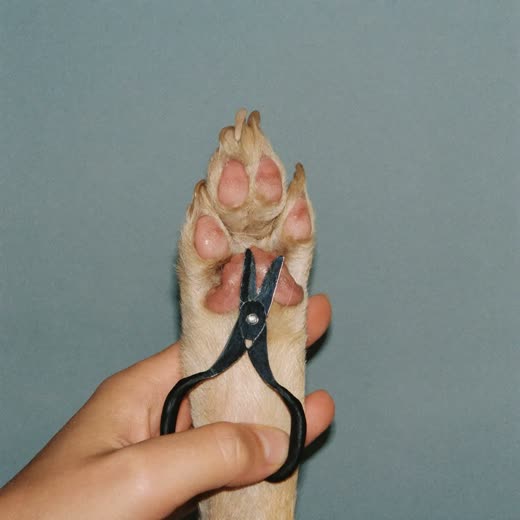 A dog's paw held for nail clipping