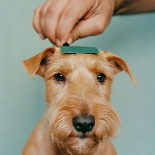 A neatly trimmed terrier face